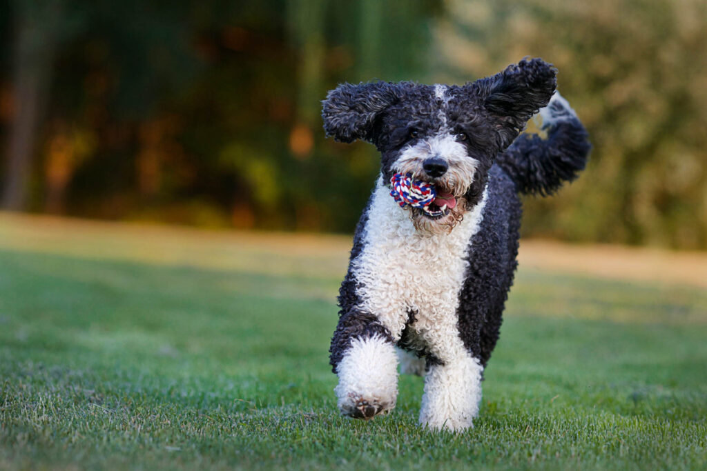 anja_hundeschule_kreis_ludwigsburg