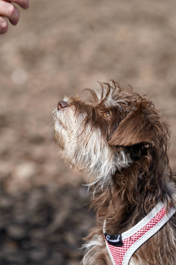 anja_hundeschule_kreis_ludwigsburg