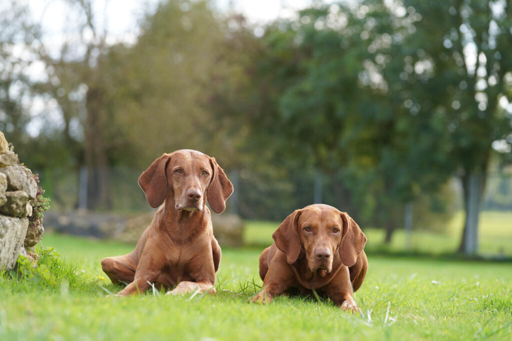 anja_hundeschule_kreis_ludwigsburg