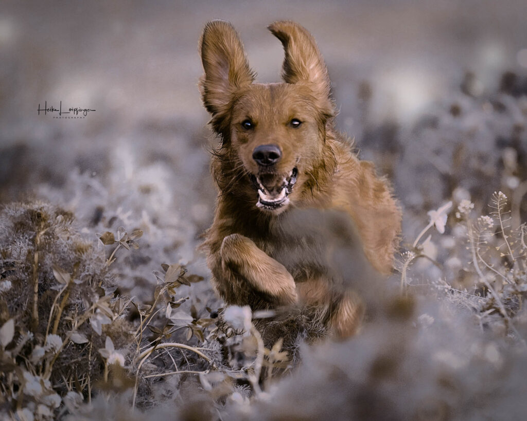 anja_hundeschule_kreis_ludwigsburg