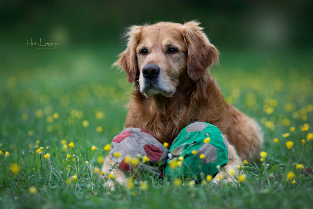 anja_hundeschule_kreis_ludwigsburg